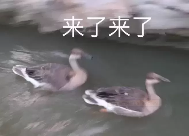 飞天萌兔の云朵之旅——杯多多棉花糖