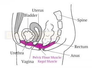 【缩阴球】史上最有效的女士缩阴运动