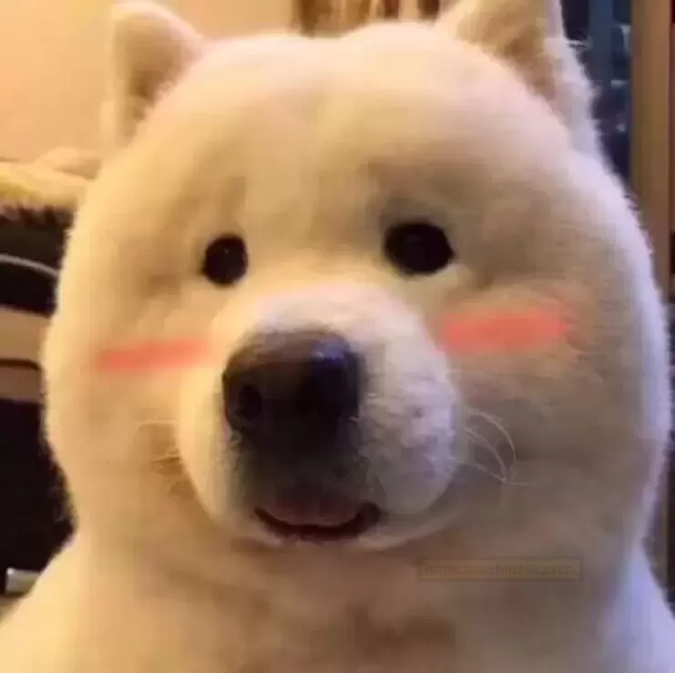 与搭子的秘密骑乘冒险之旅——TMT骑乘之屯测评