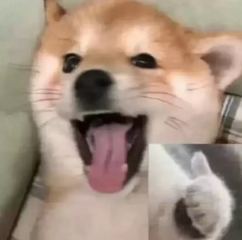 “掌心精灵”迷你杯子大揭秘!