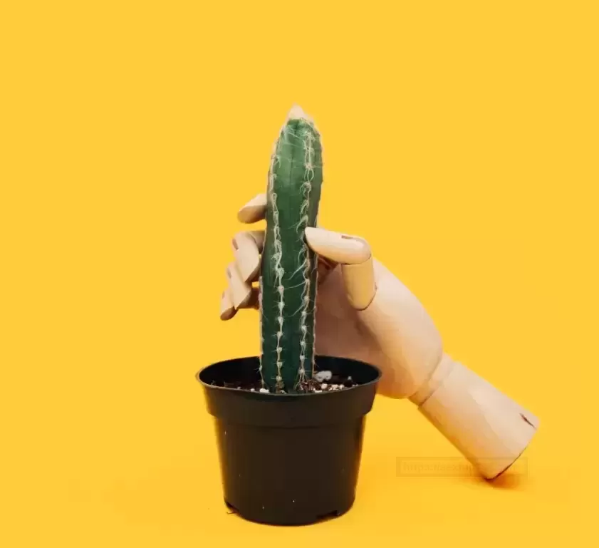 斐济杯的清洗与保养-慢玩之tun篇