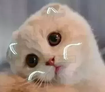 来自yuu的一封邀请信~