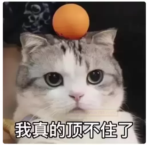 杯多多咪M球:我的新秘密,Q弹又多变"